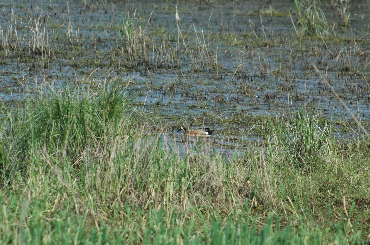 Blue-winged Teal - ML99186421