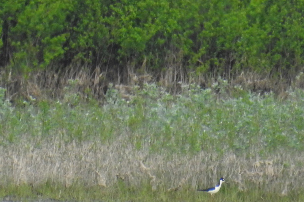 Black-necked Stilt - ML99186641