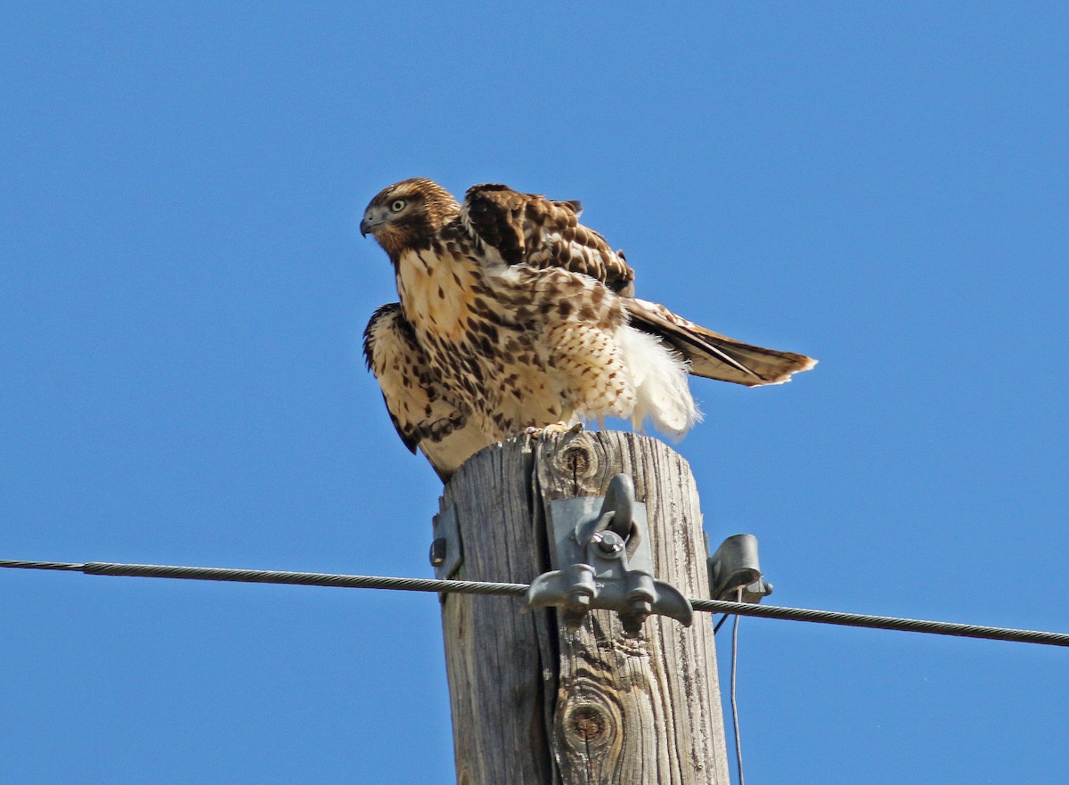 Red-tailed Hawk (calurus/alascensis) - ML99186671