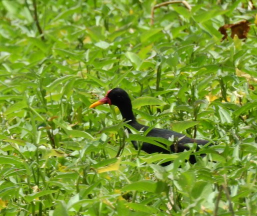 Wattled Jacana - ML99187321