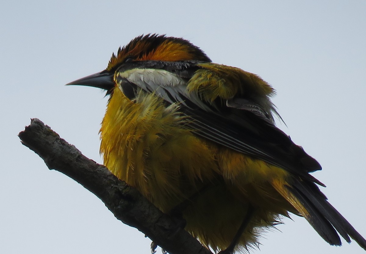 Bullock's Oriole - Dick Porter