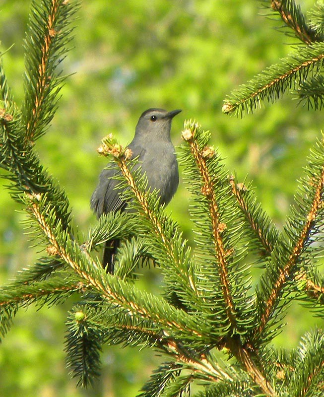 Gray Catbird - ML99187521