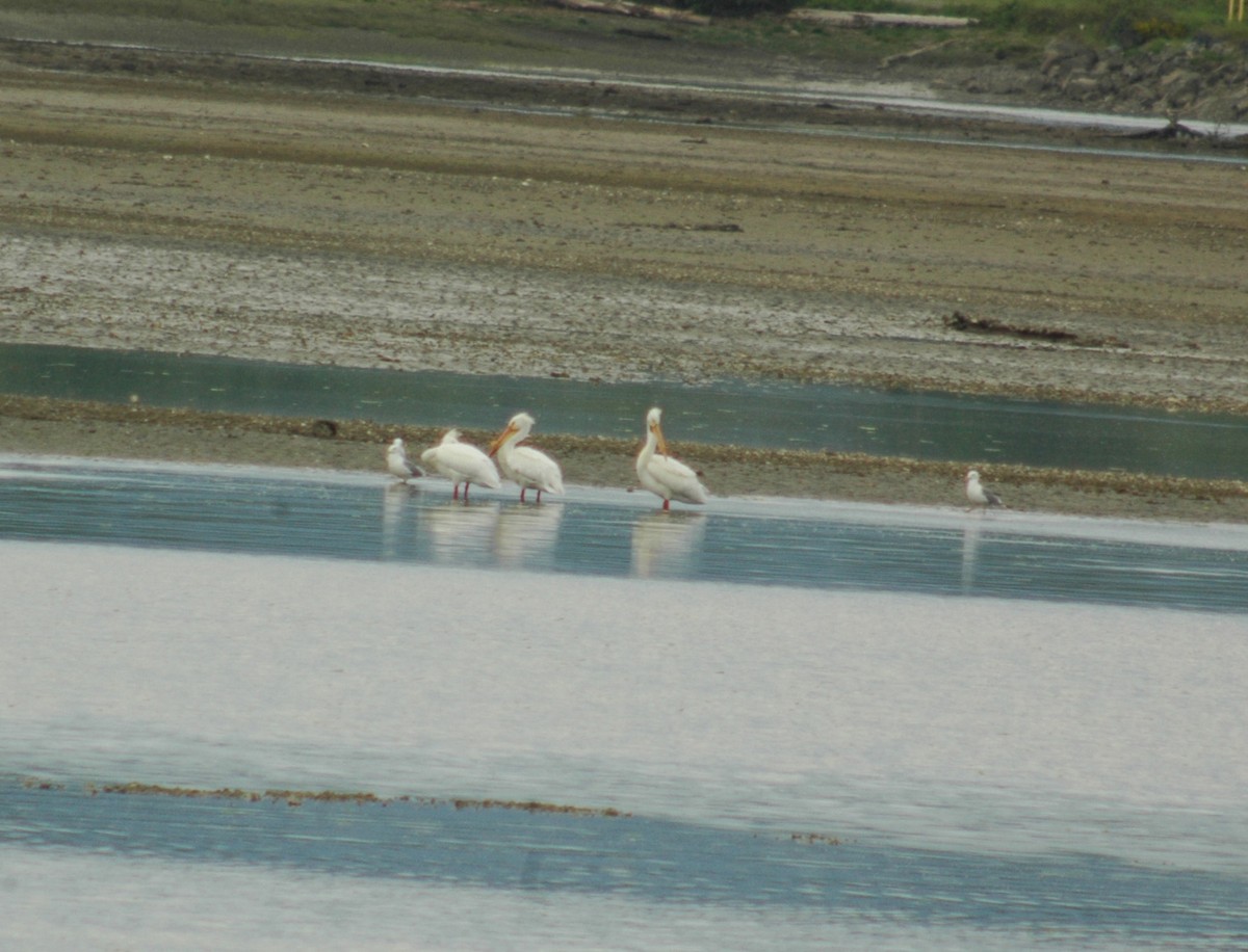 American White Pelican - ML99187621