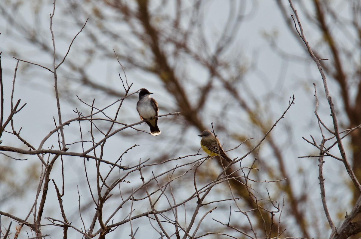 Eastern Kingbird - ML99187651