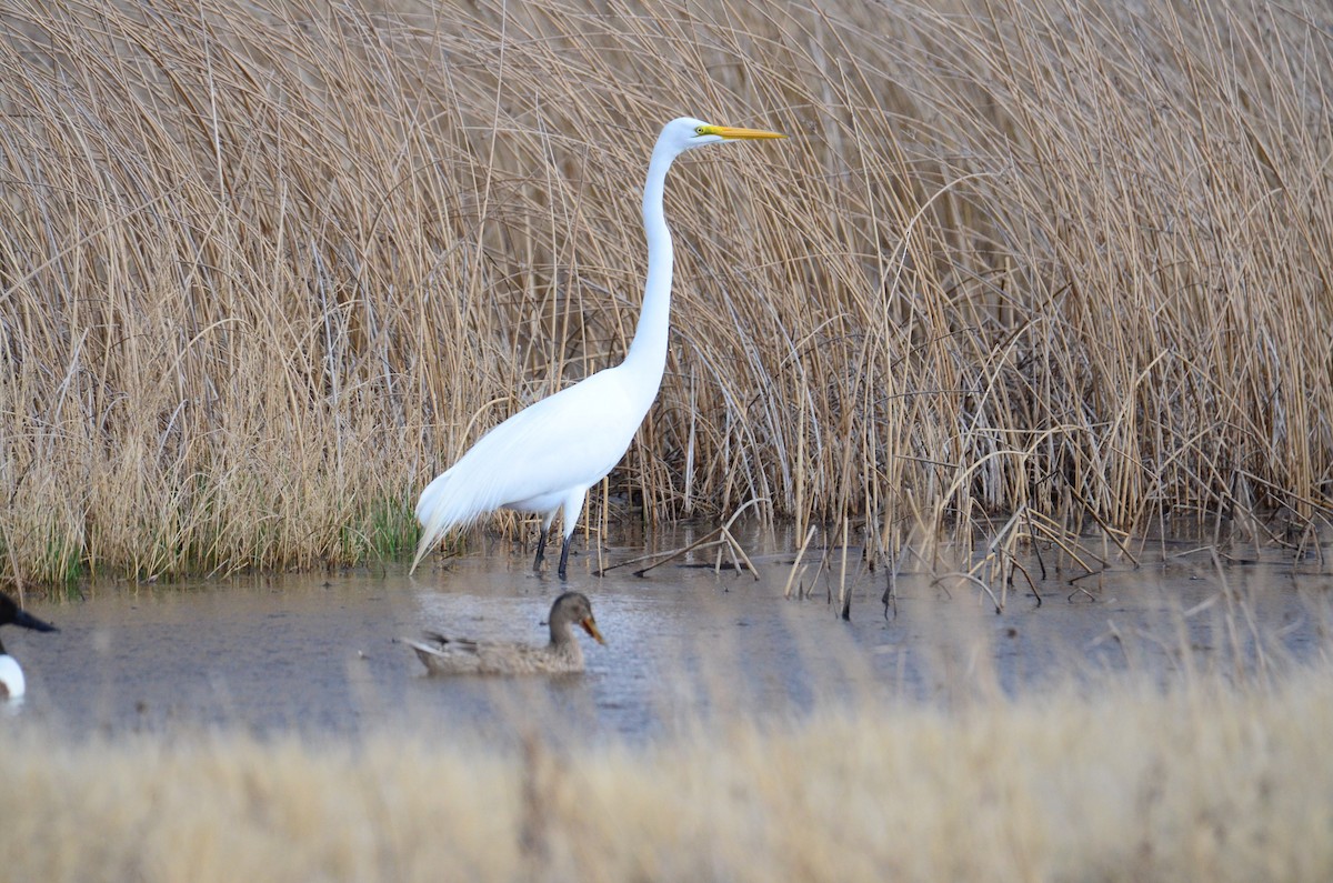 Great Egret - ML99188211