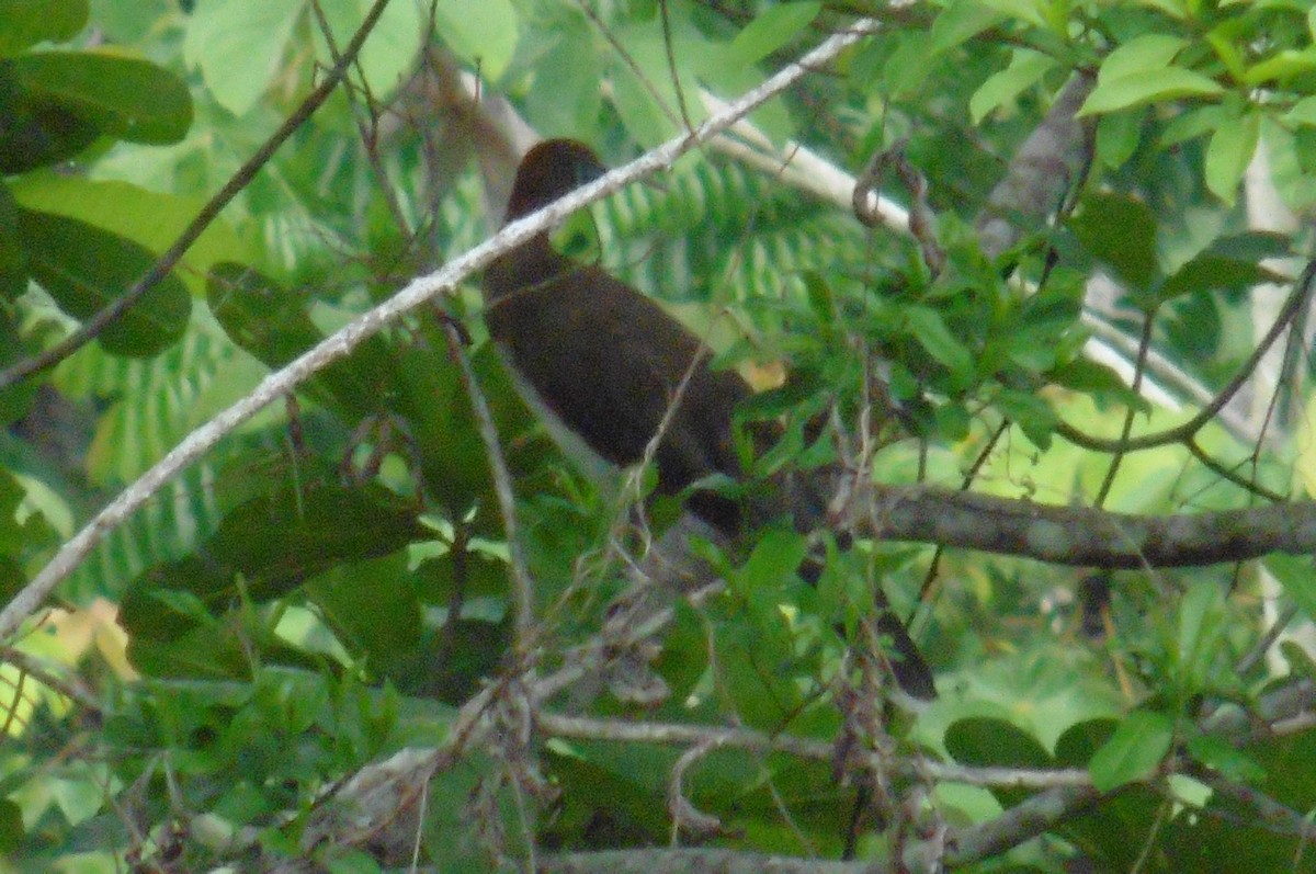 Chestnut-winged Chachalaca - ML99188561