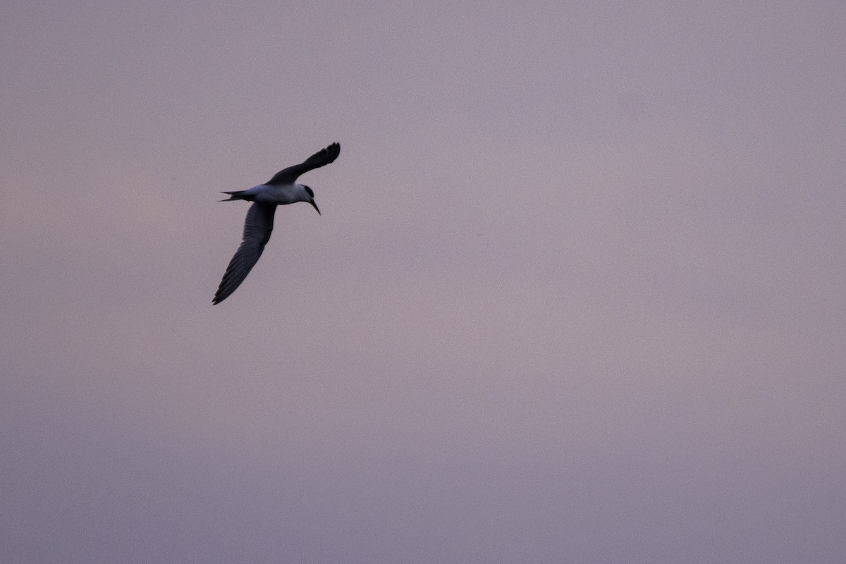 Forster's Tern - Jason Daley