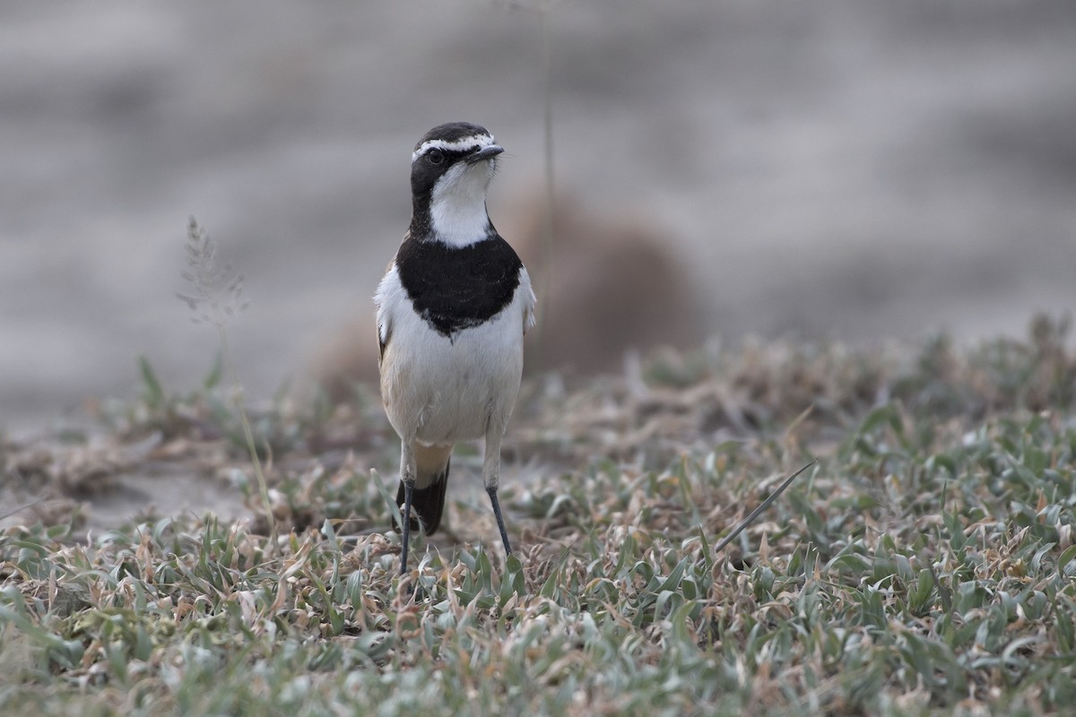 Capped Wheatear - ML99189141