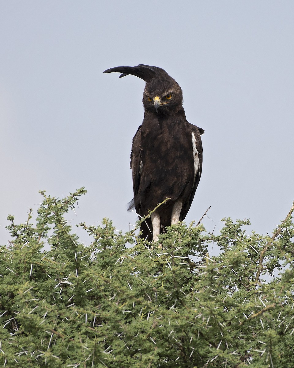 Long-crested Eagle - ML99190161