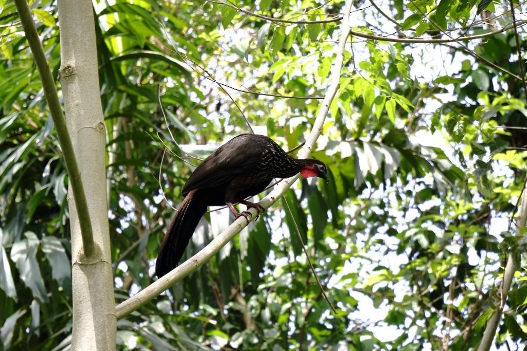 Crested Guan - Jorge Moisés Herrera R.