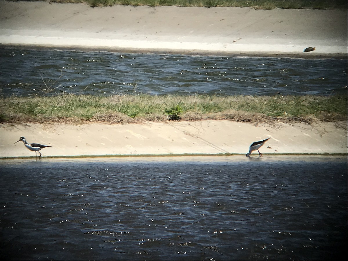 Black-necked Stilt - ML99192341