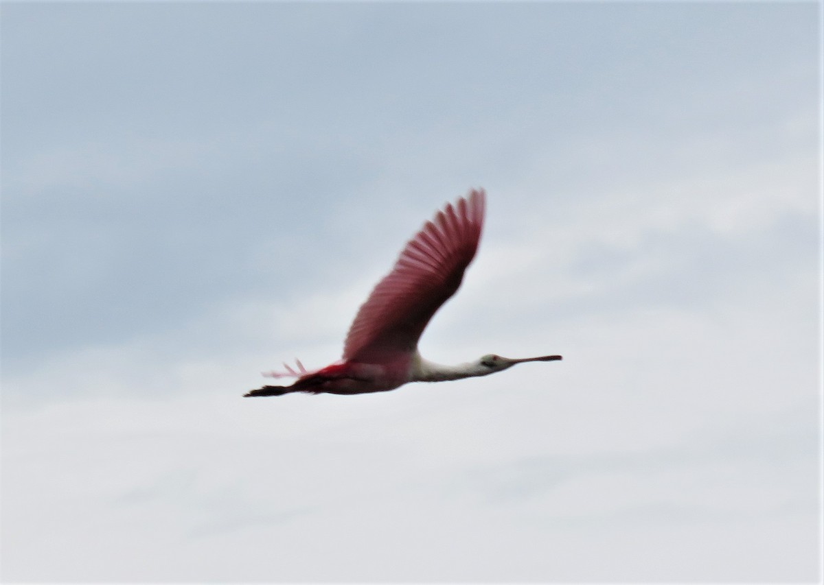 Roseate Spoonbill - ML99193361