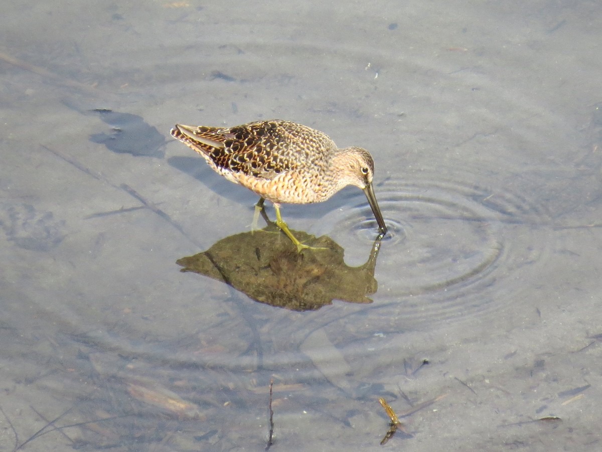 Long-billed Dowitcher - ML99194611