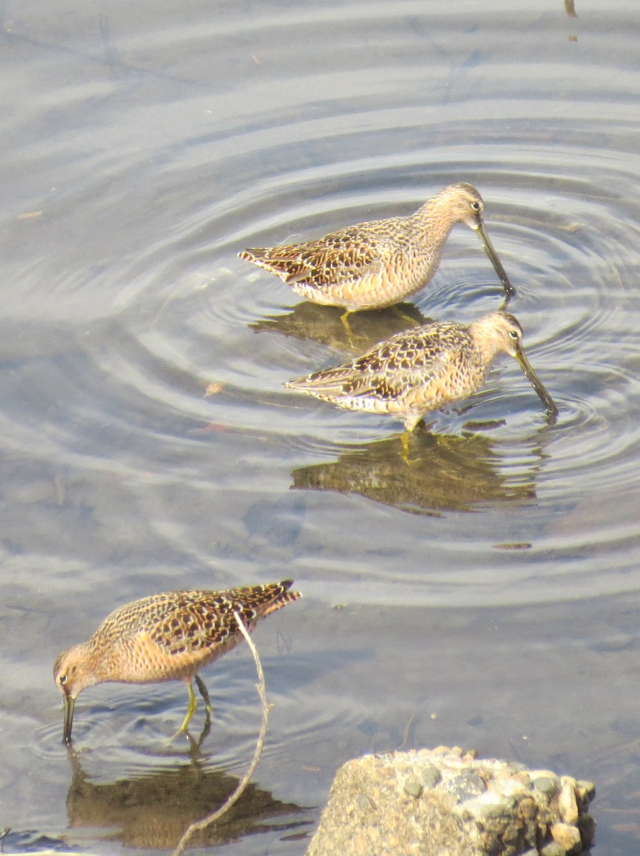 Long-billed Dowitcher - ML99194621