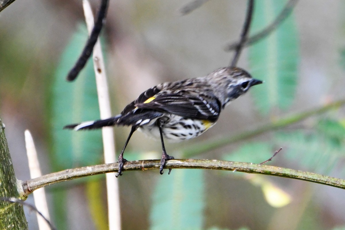 Yellow-rumped Warbler - Jerry Chen
