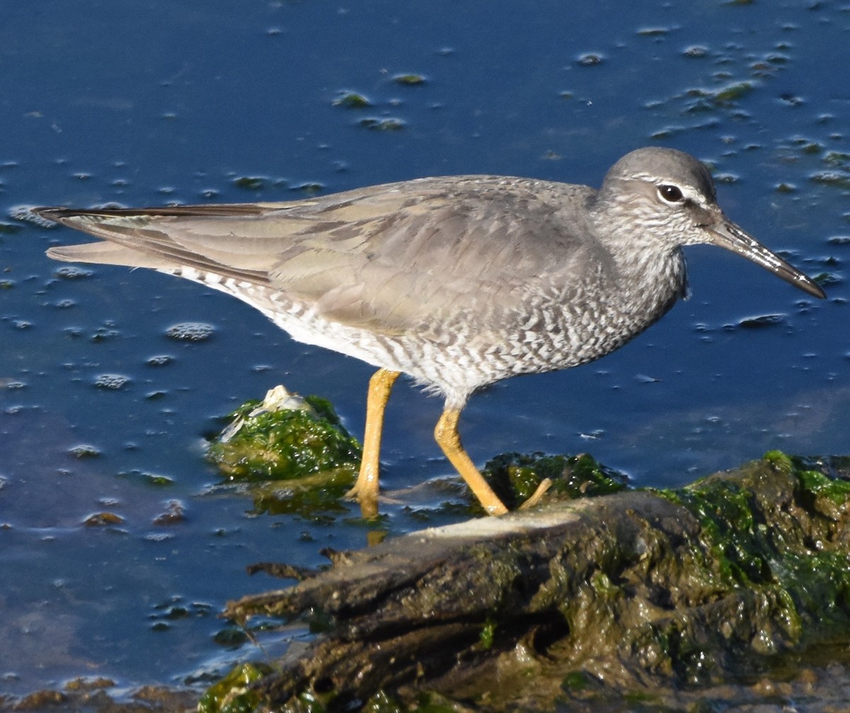 Wandering Tattler - Edward Pullen