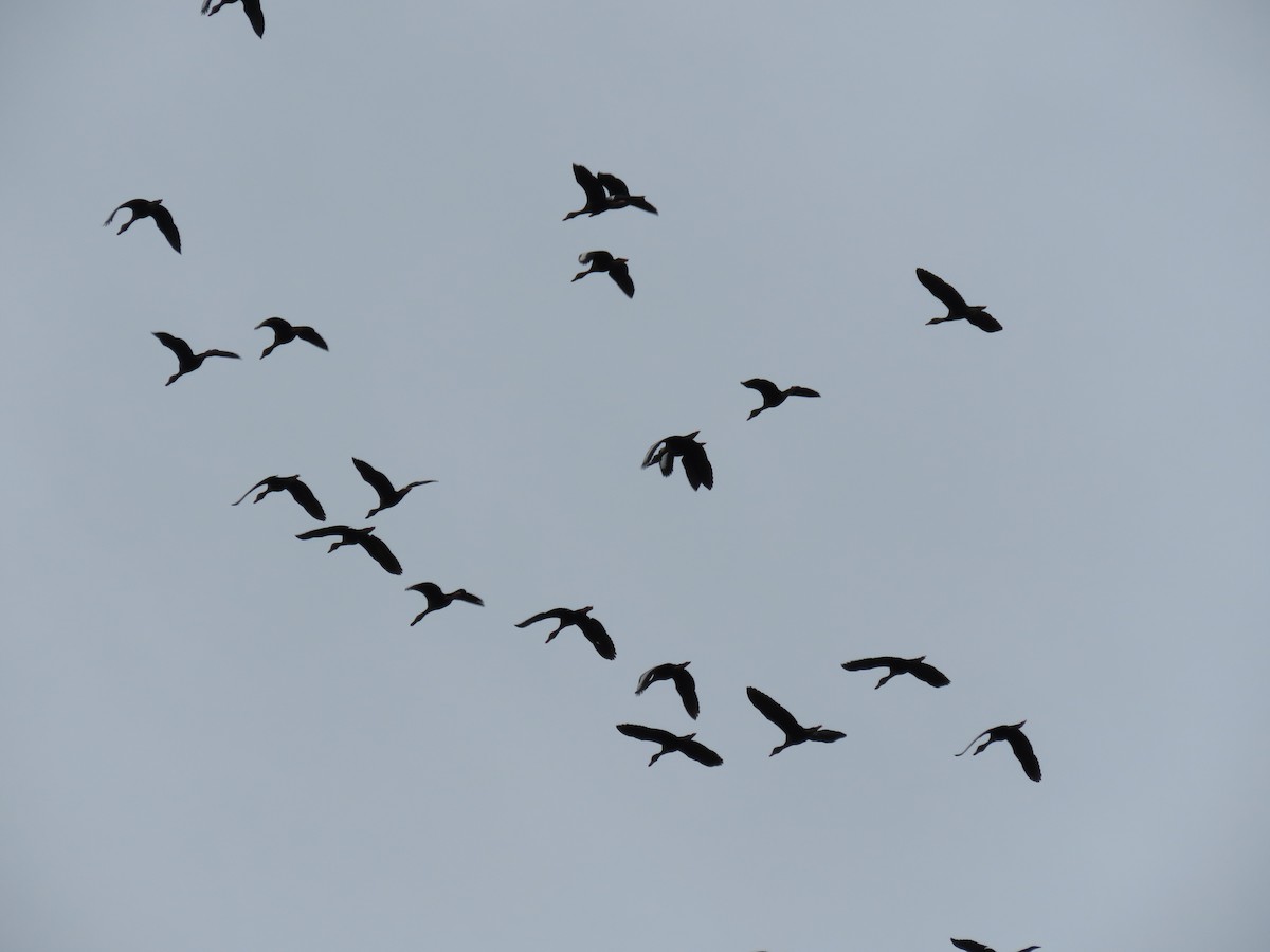 Black-bellied Whistling-Duck - ML99195601