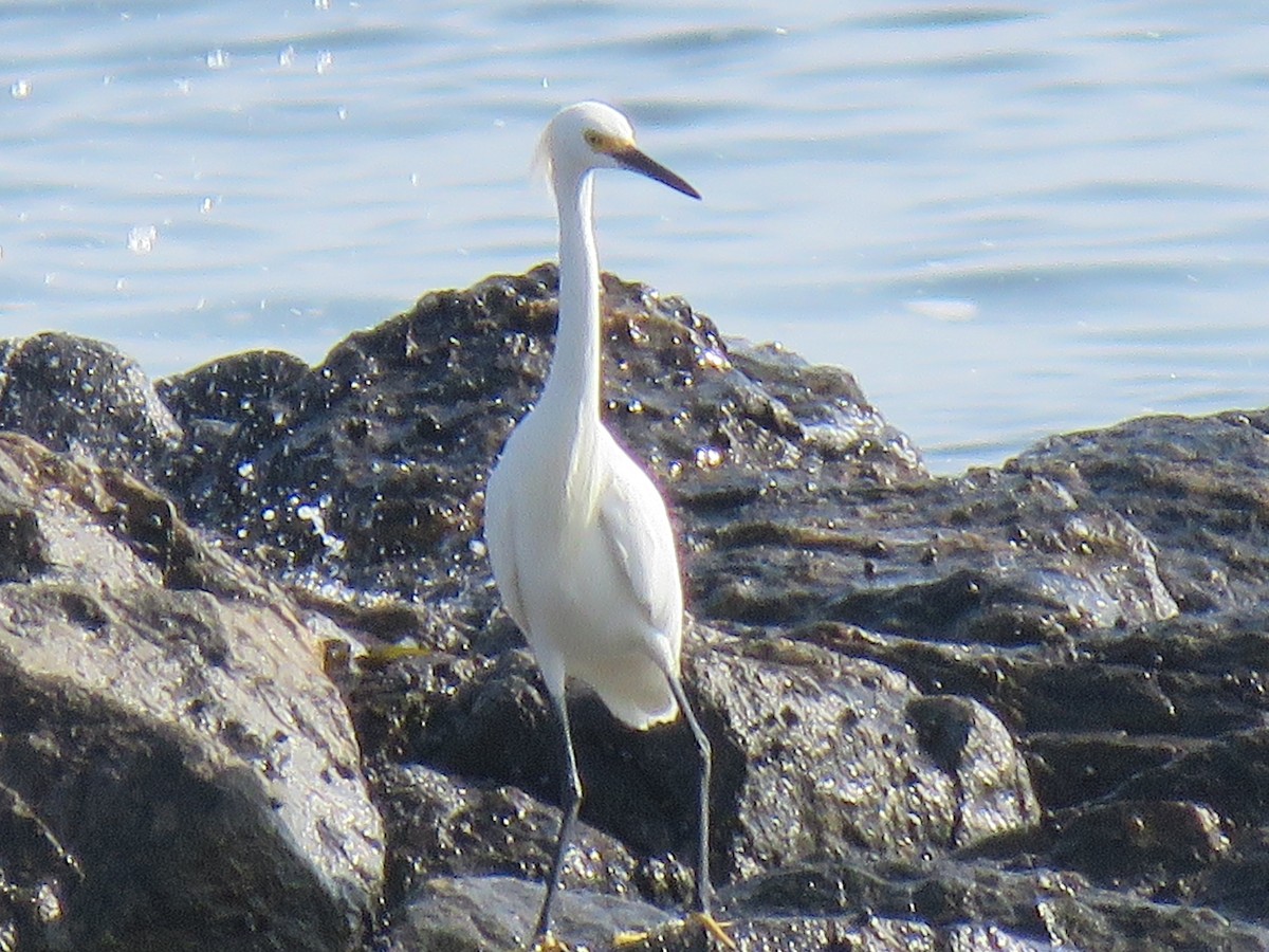 Snowy Egret - maria oviedo