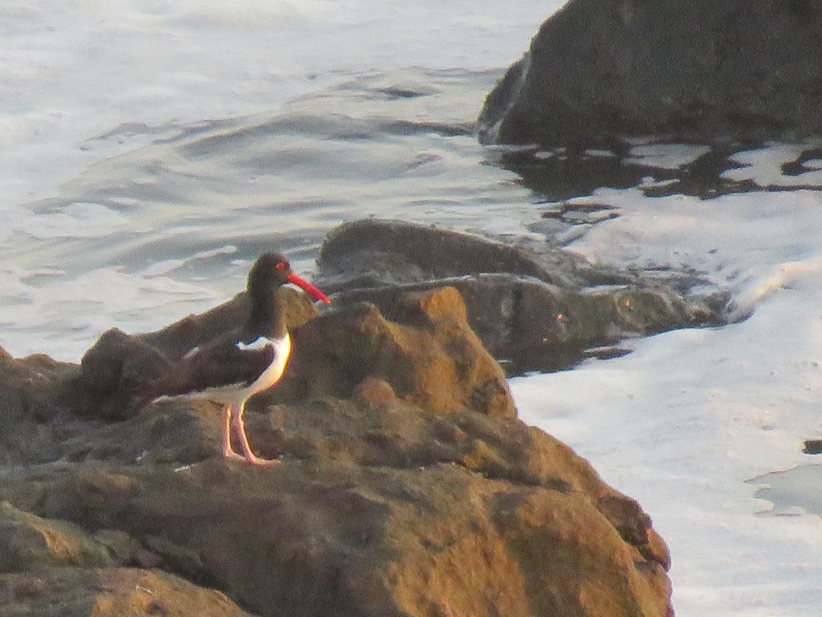 Blackish Oystercatcher - maria oviedo