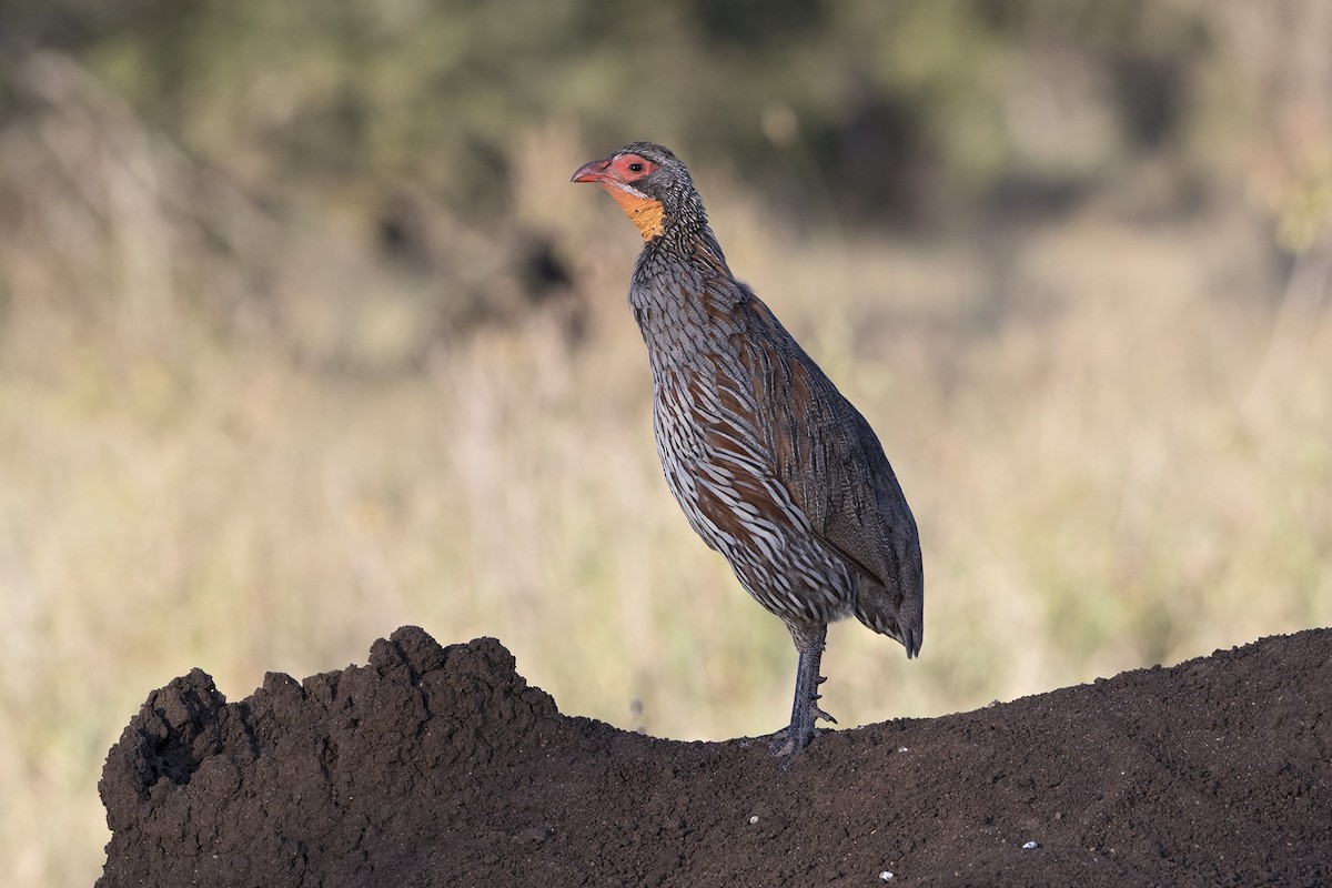 Francolin à poitrine grise - ML99197671