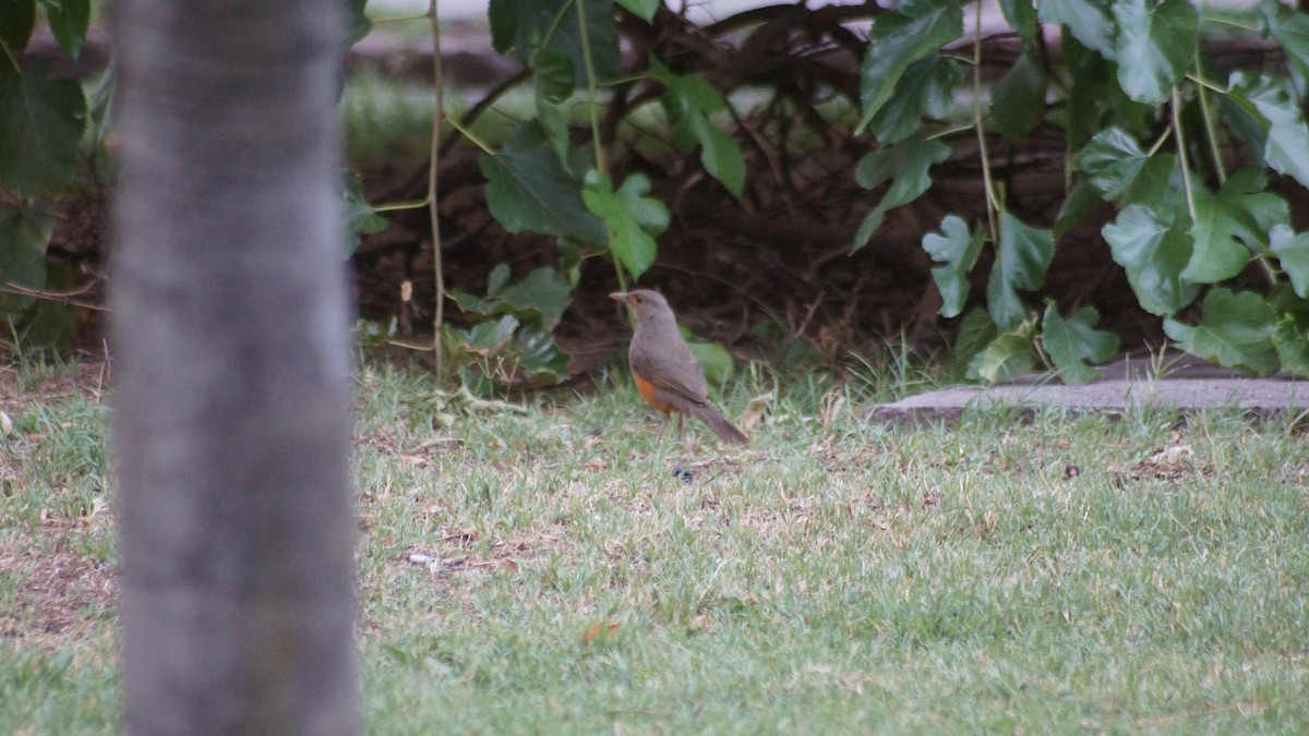 Rufous-bellied Thrush - ML99198781