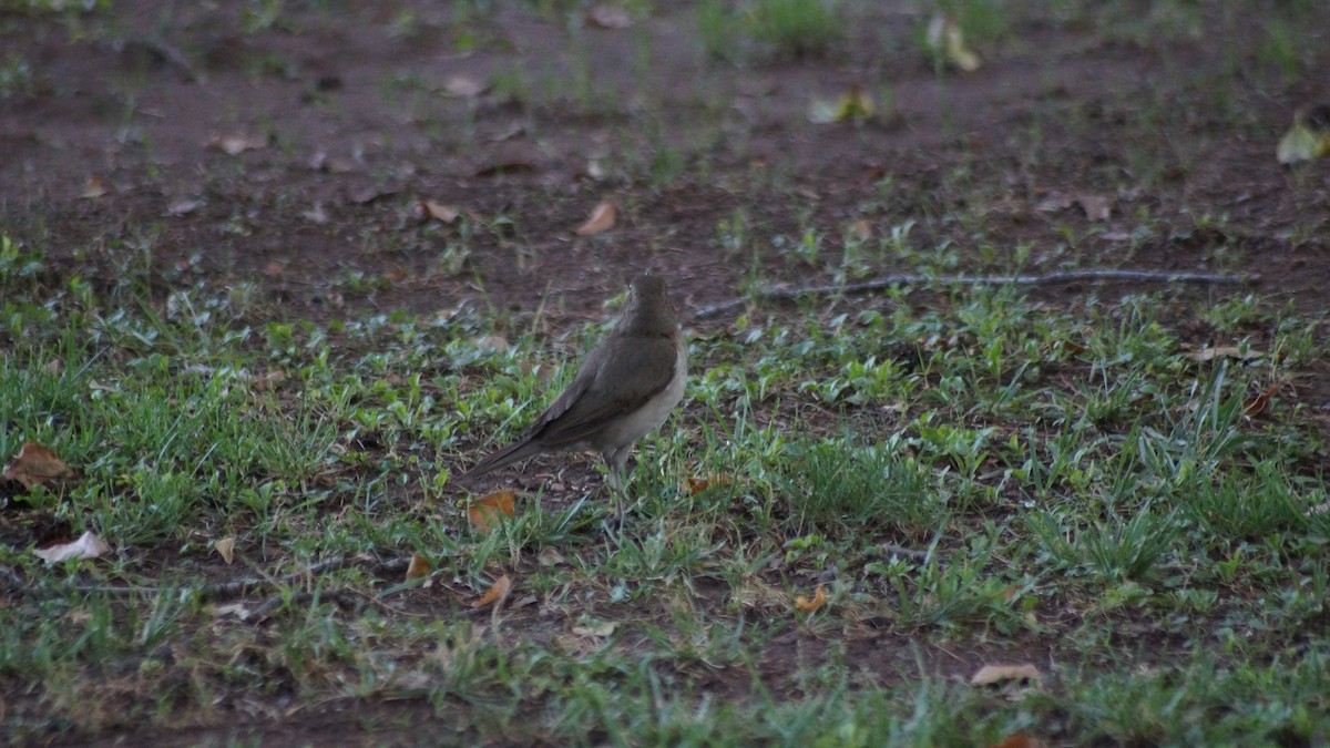 Creamy-bellied Thrush - ML99199581