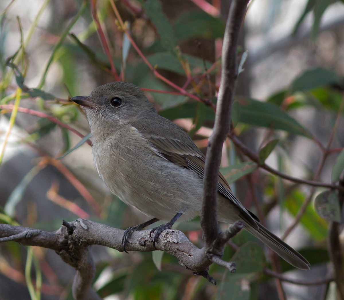 Golden Whistler - ML99199611