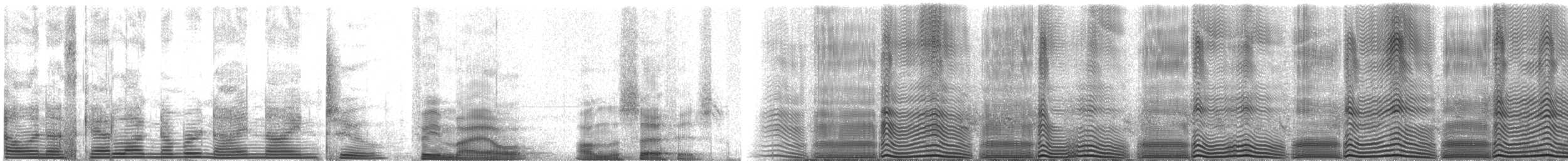 Sooty Shearwater - ML992