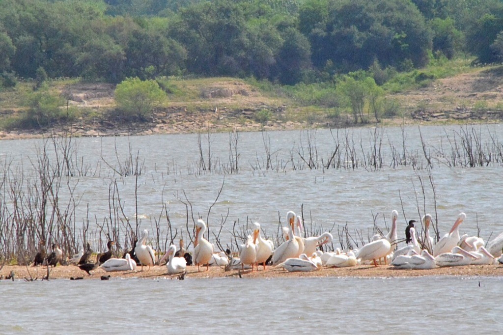 pelikán severoamerický - ML99201121