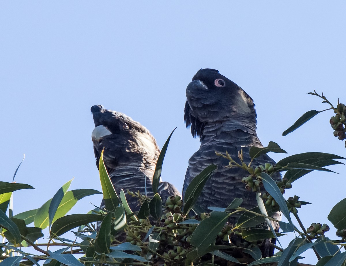 Baudin's Black-Cockatoo - ML99201251