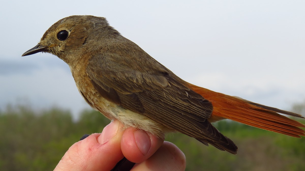 Common Redstart - ML99201591