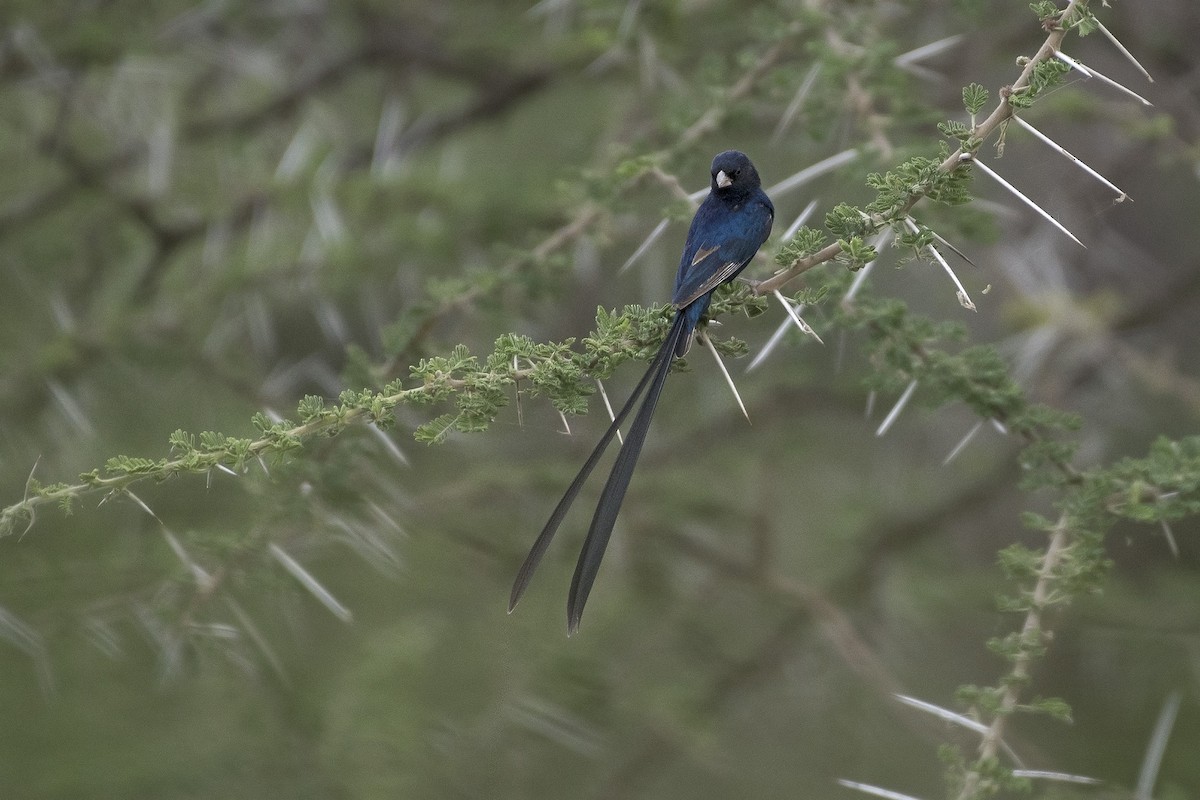 Steel-blue Whydah - Debra Herst