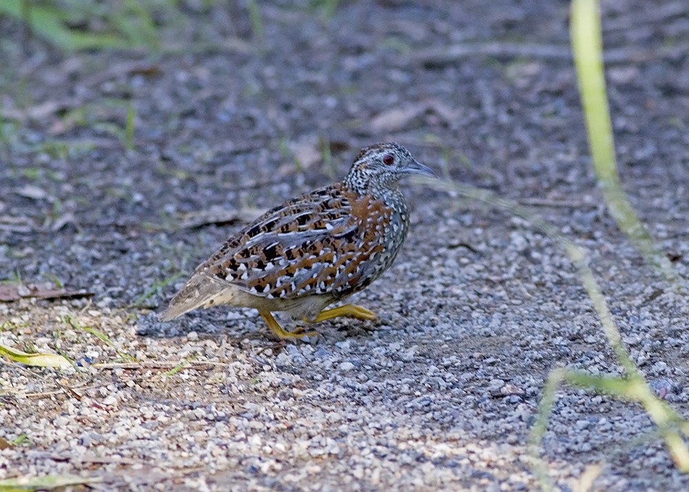 Painted Buttonquail - ML99203491