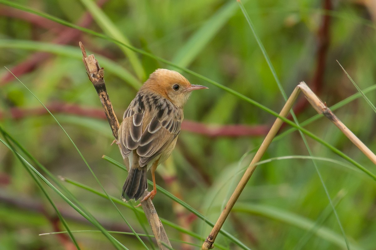 Golden-headed Cisticola - ML99203571