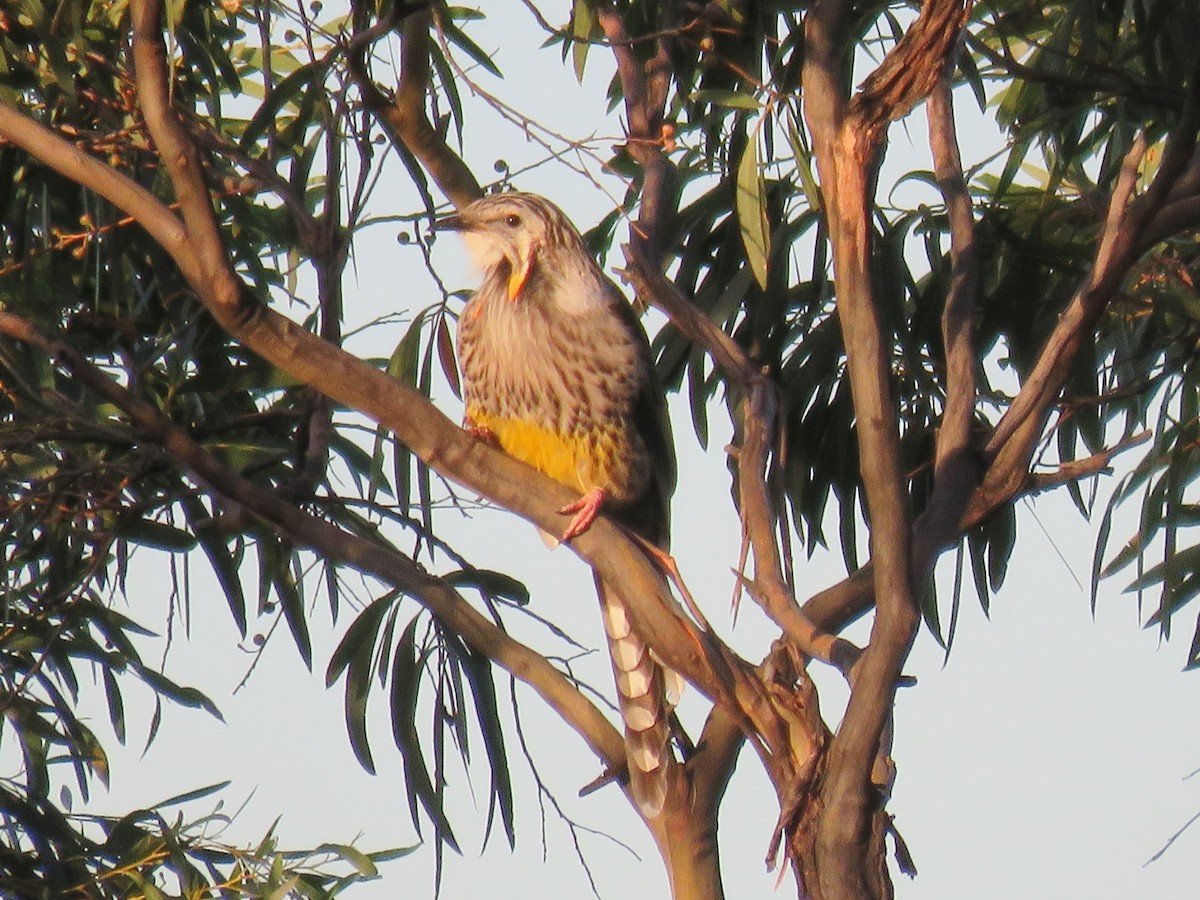 Yellow Wattlebird - ML99204911