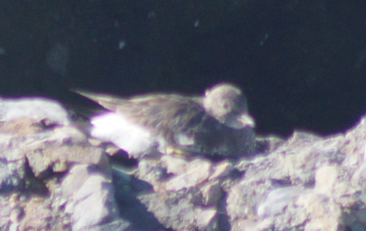 Surfbird - ML99205401