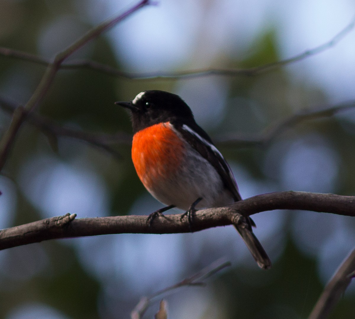 Scarlet Robin - ML99205691