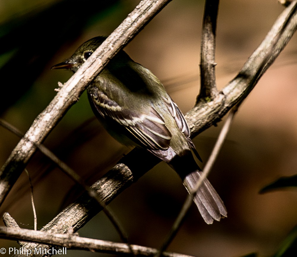 Least Flycatcher - ML99207521