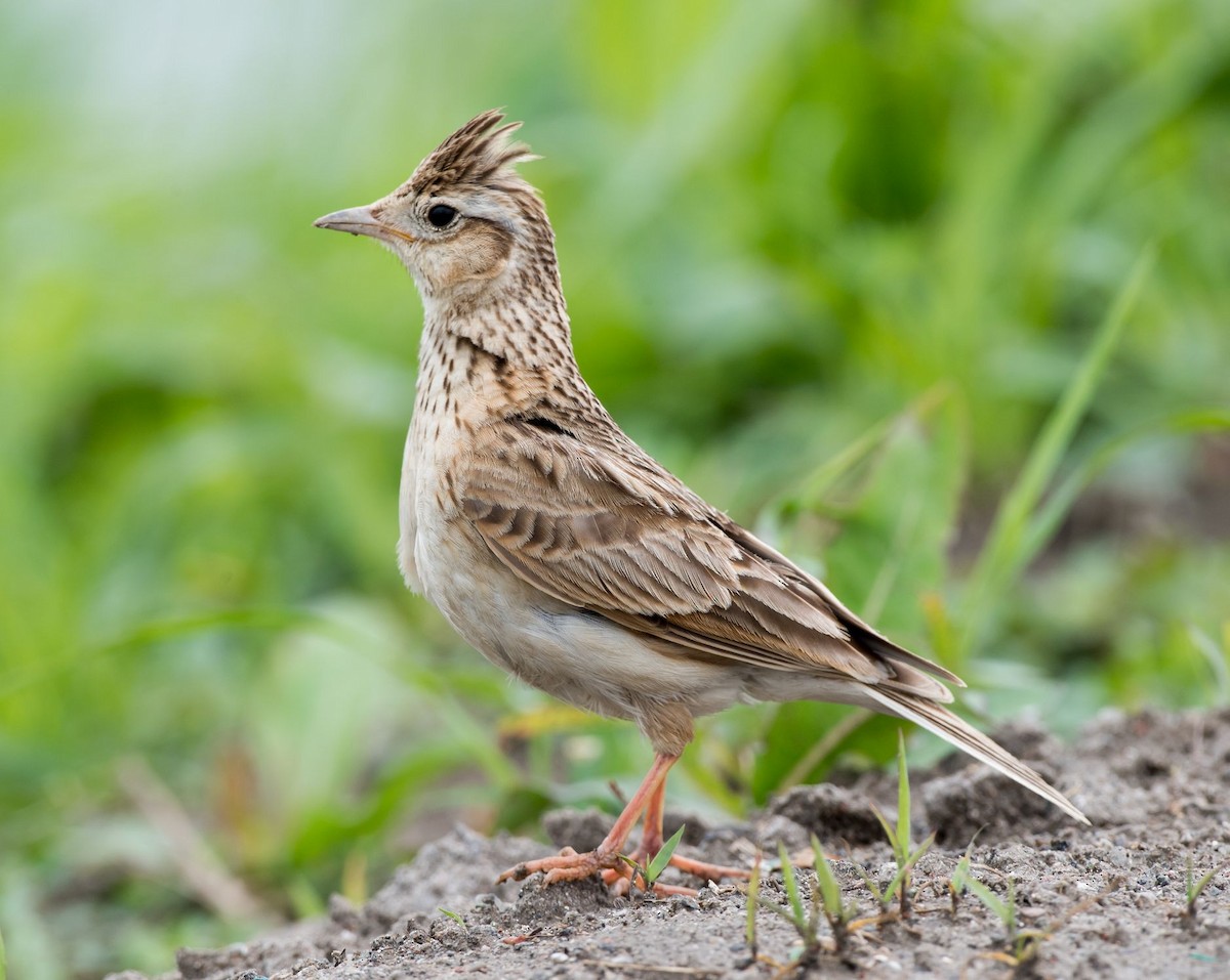 Oriental Skylark - Kai Pflug