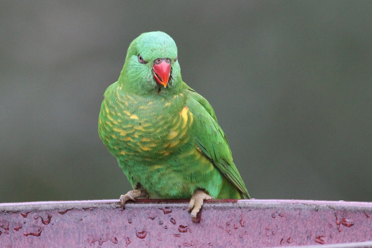 Scaly-breasted Lorikeet - ML99208331