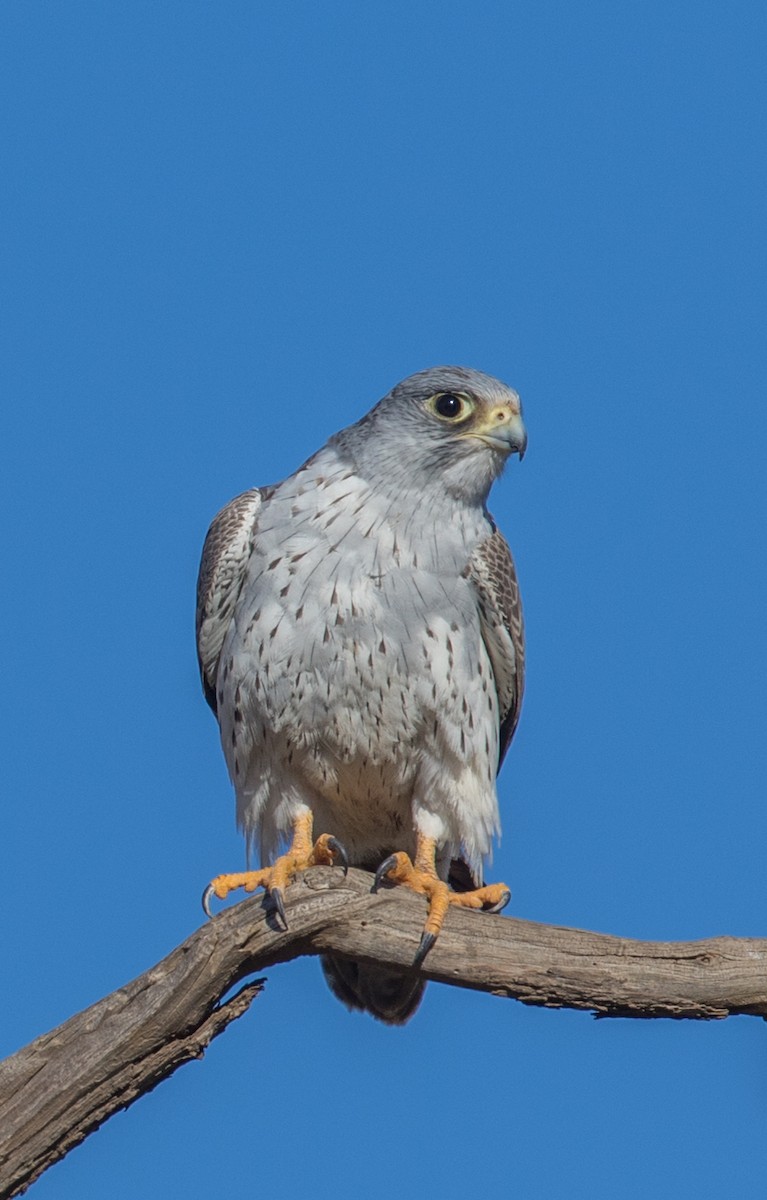 Gray Falcon - ML99208871