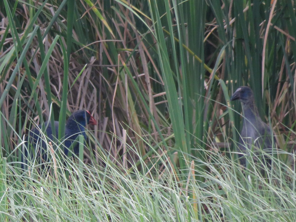 Western Swamphen - Pedro Fernandes