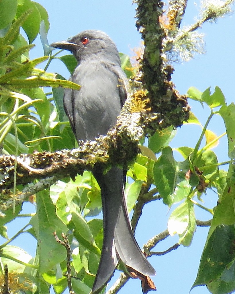 Ashy Drongo - steve jones