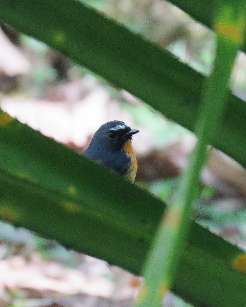 Snowy-browed Flycatcher - ML99209111