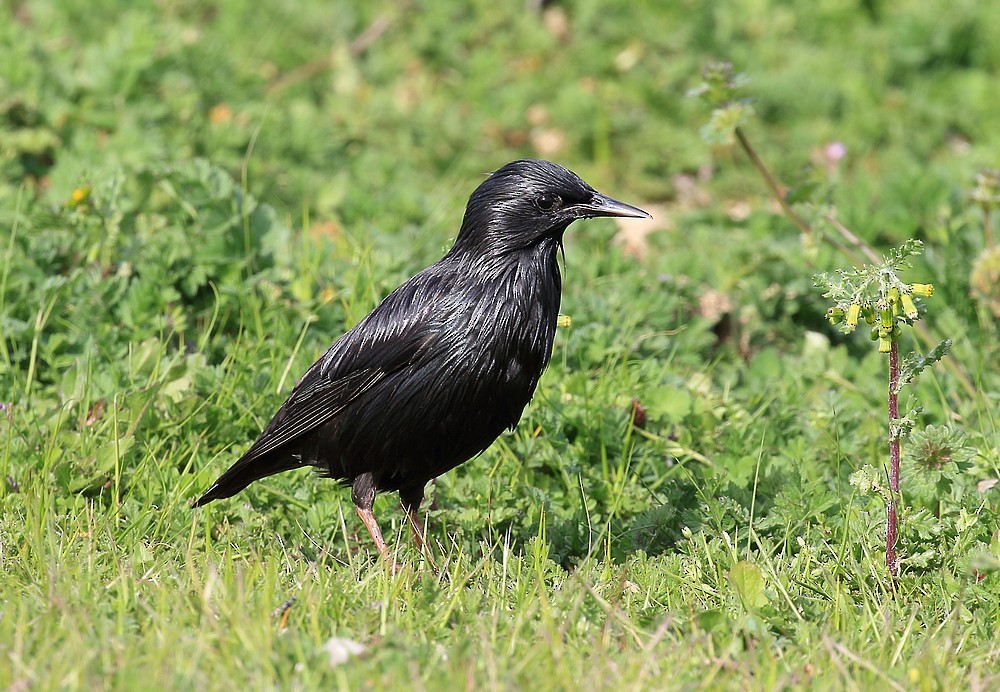 Spotless Starling - ML99209821