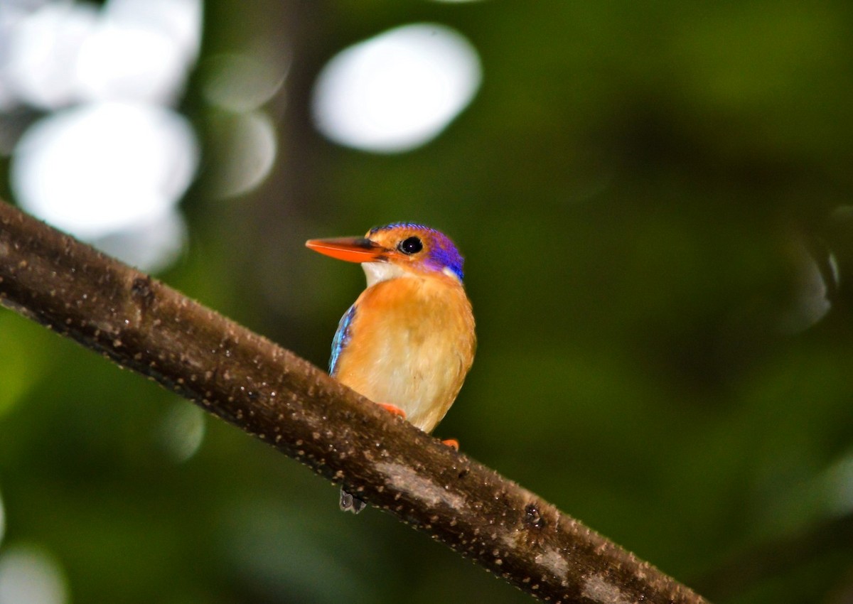 African Pygmy Kingfisher - ML99210591