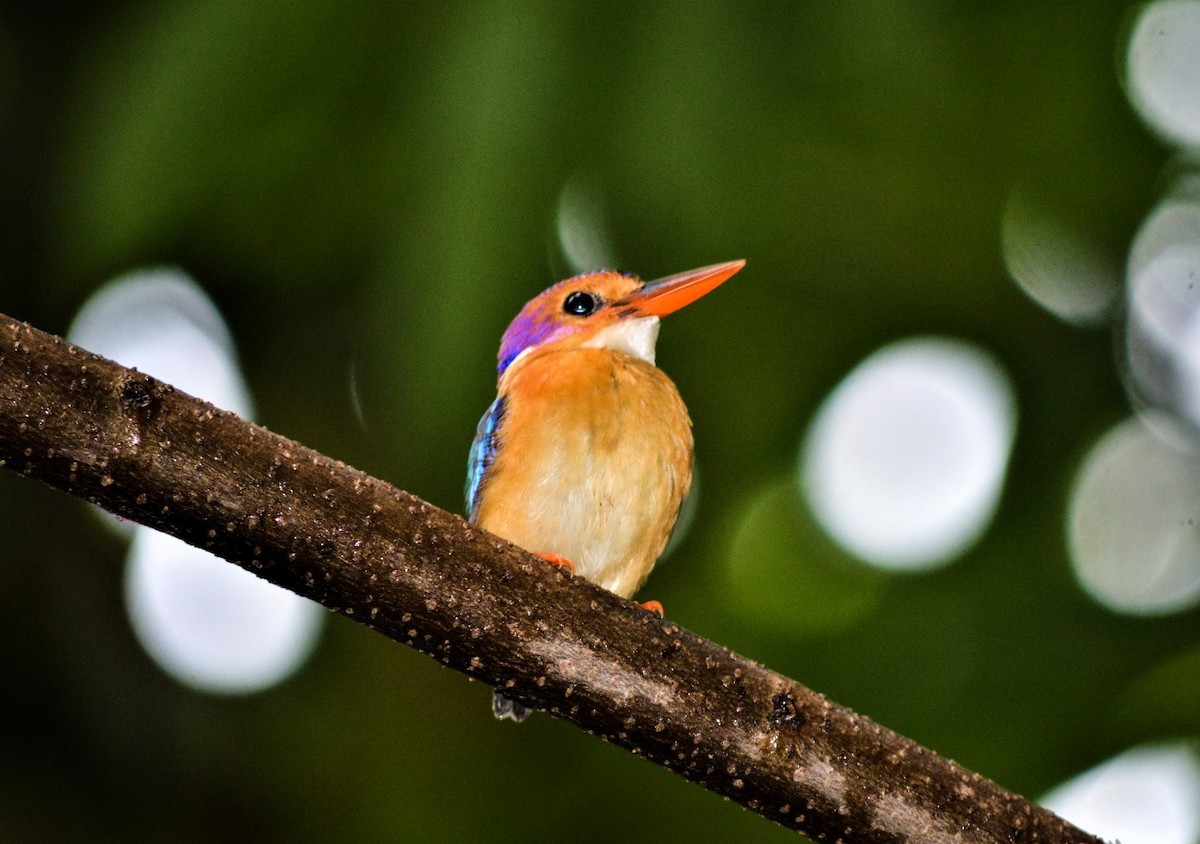 African Pygmy Kingfisher - ML99210611