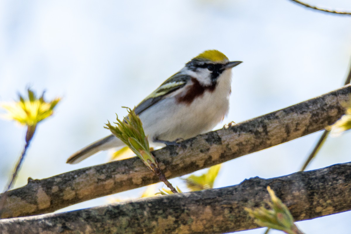 Chestnut-sided Warbler - ML99213001