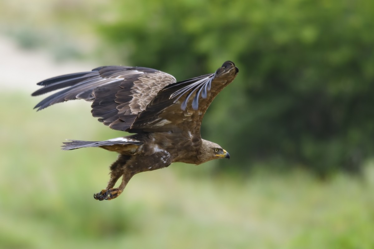 Lesser Spotted Eagle - ML99214061