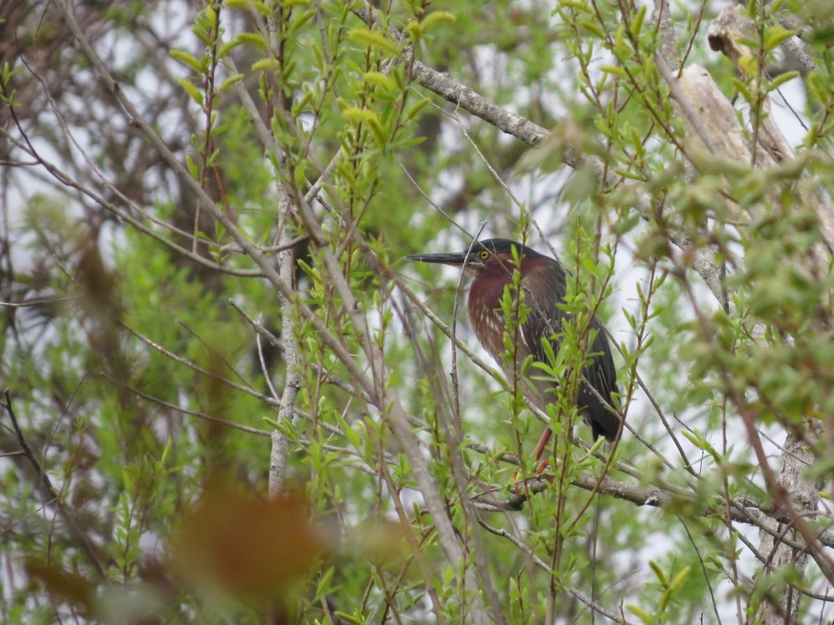 Green Heron - ML99214861